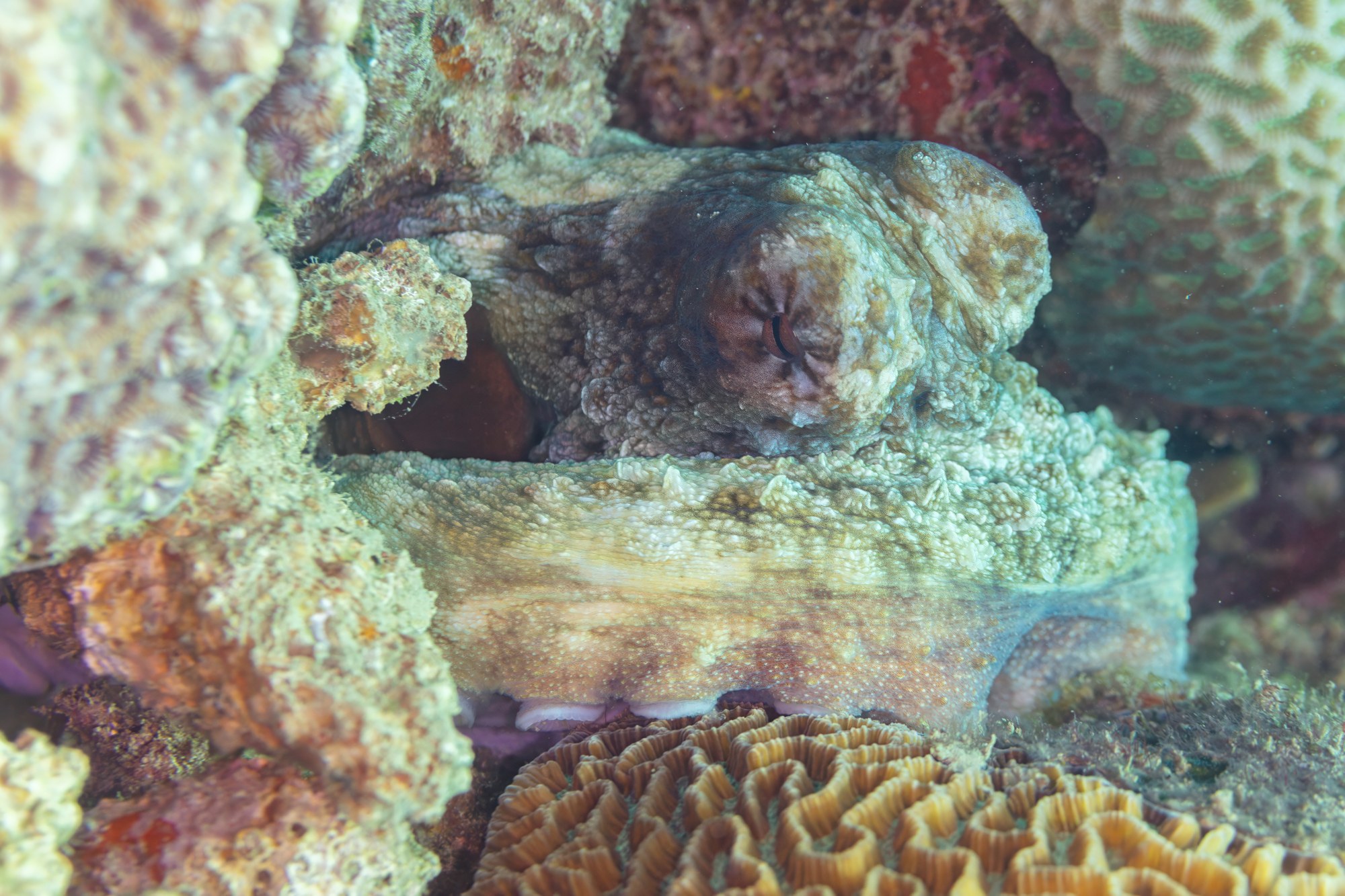 Pulpo azul, Octopus cyanea, fotografiado bajo el agua en Nosy Tanikely, Madagascar.